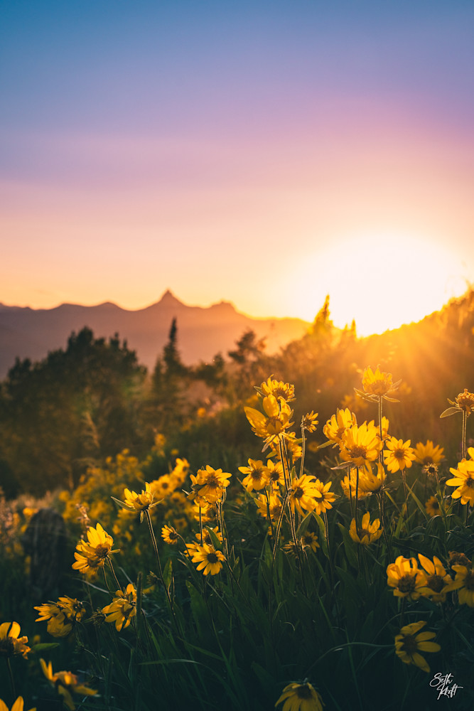 Wildflower Sunset Photography Art | Frontier Media