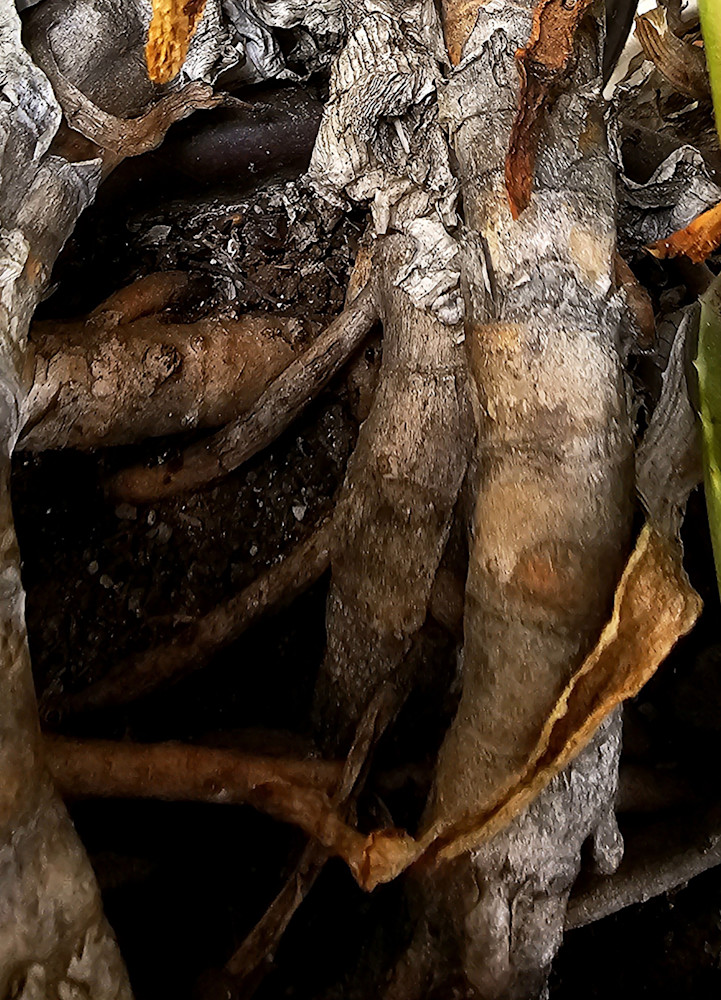 Comfort Root Art | JESVisions