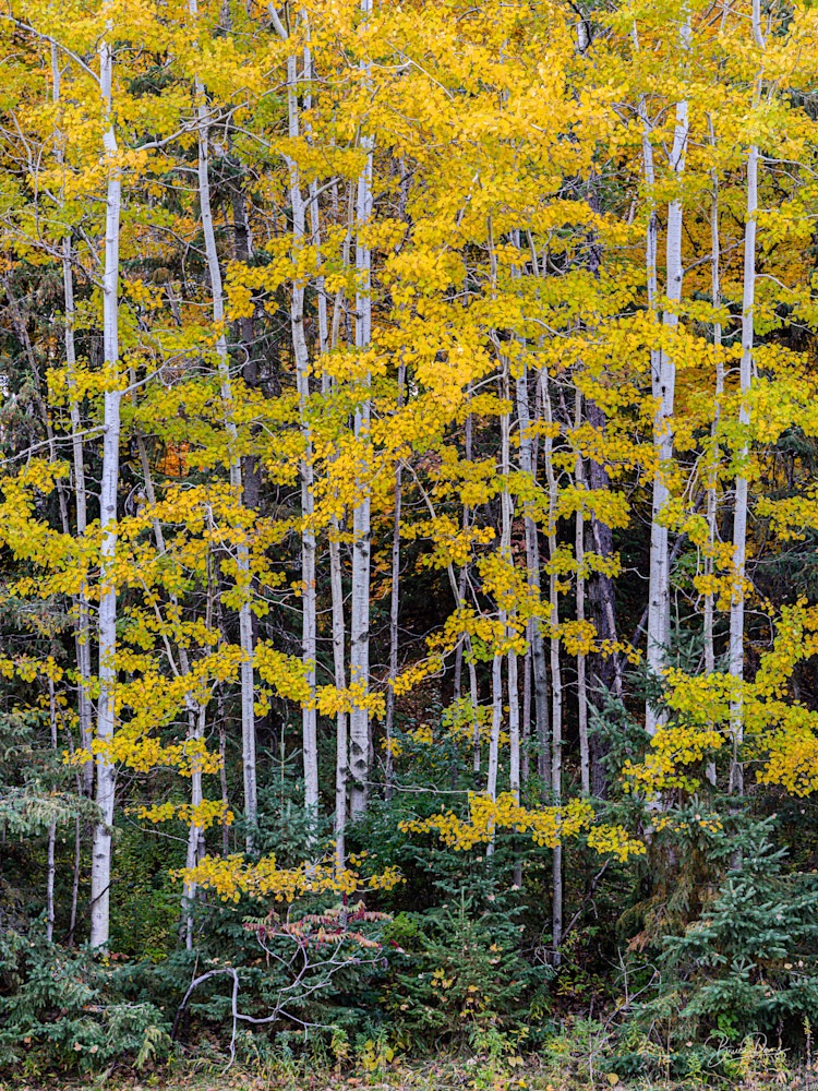 Autumn Poplars
