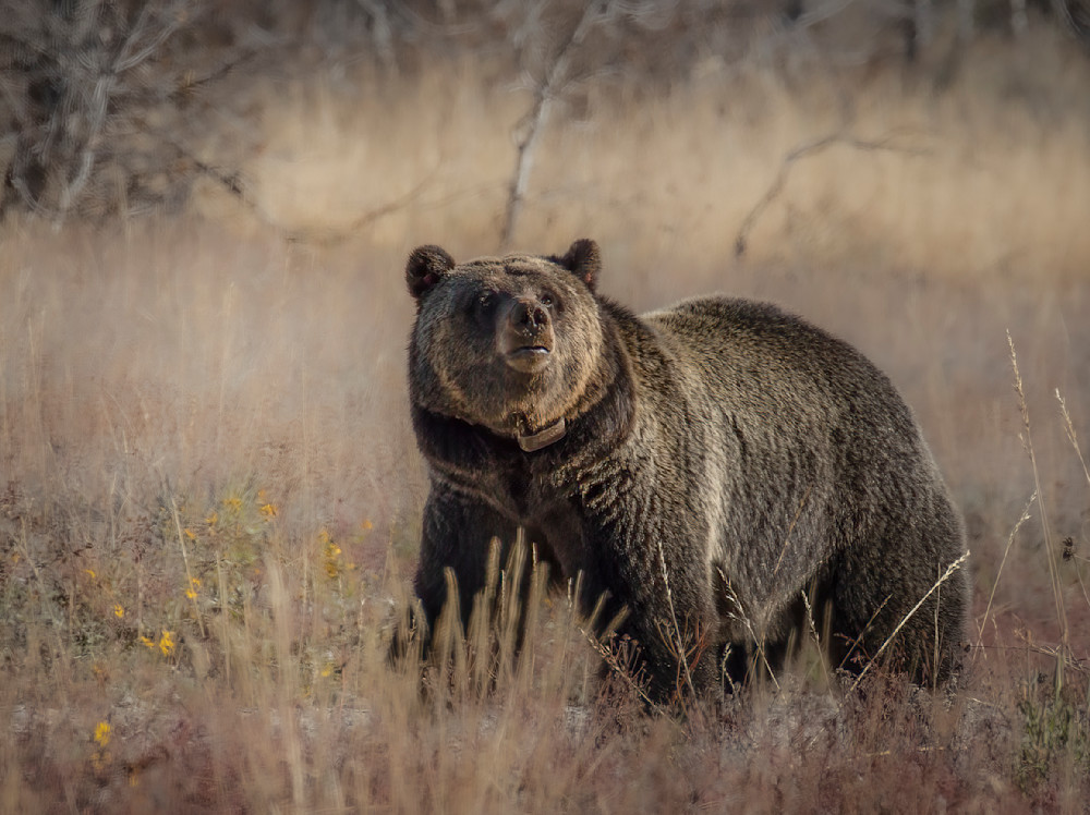 Ch Grizzly Bear 1063 Art | Open Range Images