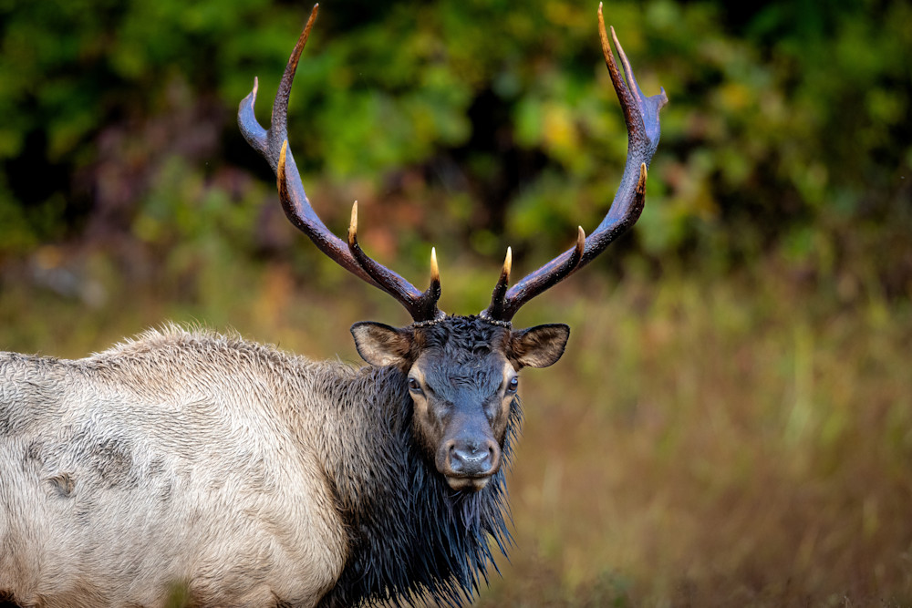 Bull Elk Photography Art | Jeremy Parker Photographer