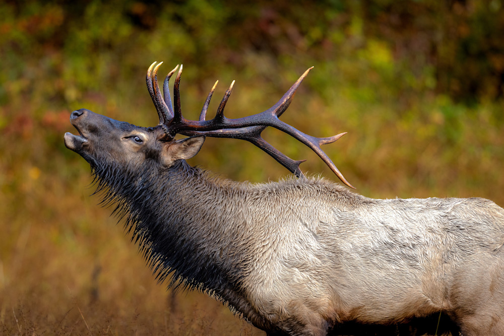 Bugling Elk Photography Art | Jeremy Parker Photographer