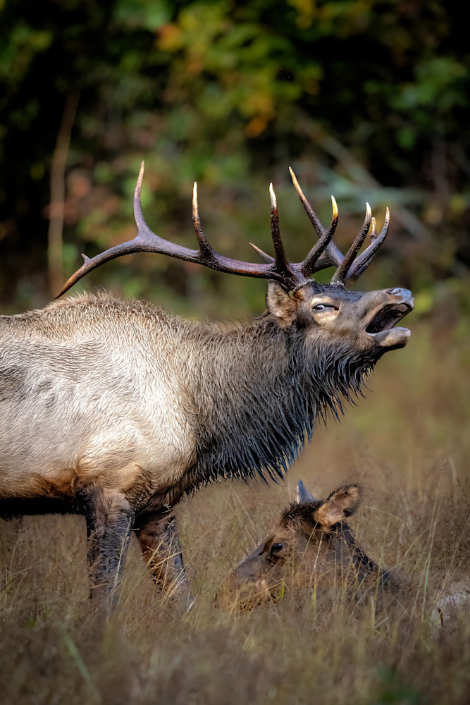 Bull Elk Photography Art | Jeremy Parker Photographer