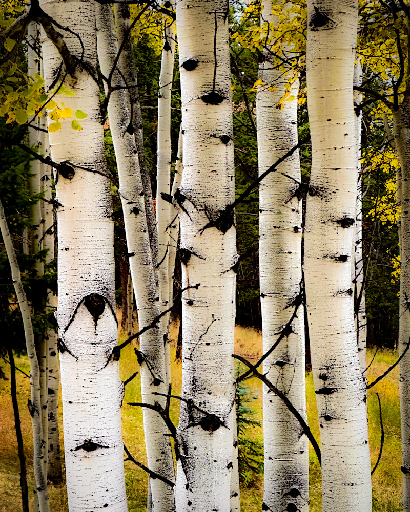 Aspen Glow Photography Art | Teri K. Miller Photography