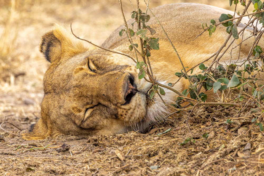 Sleeping Lion Photography Art | waynesimpson