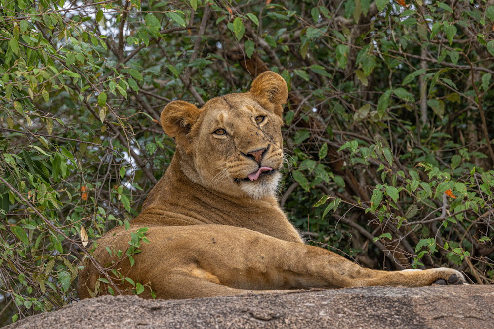 Resting Lion  Photography Art | waynesimpson