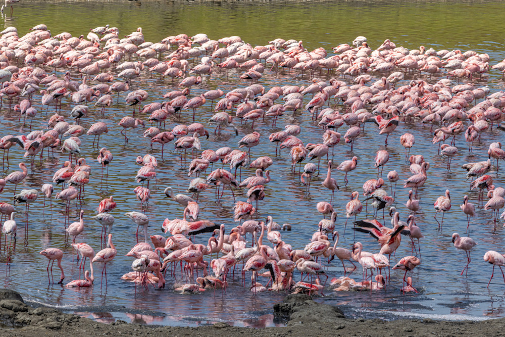 Flamingo Flock Photography Art | waynesimpson
