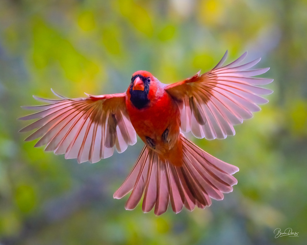 A Male Cardinal Flares for Landing