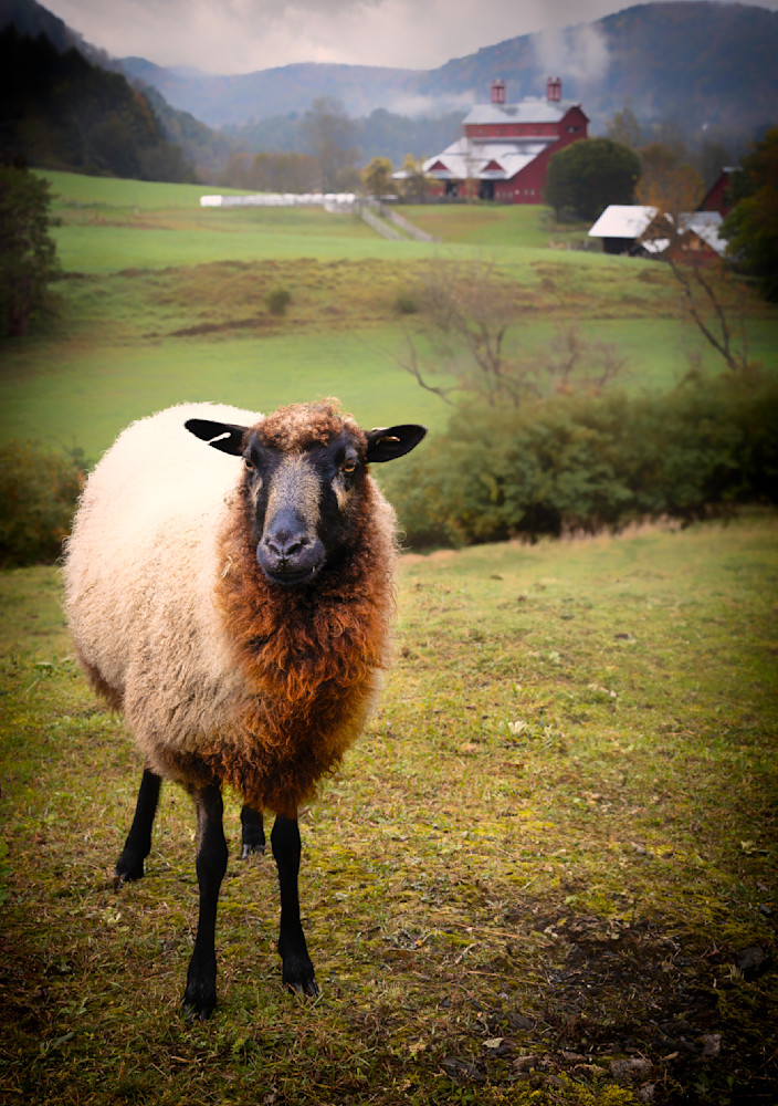 Morning On The Sheep Farm Photography Art | Francois De Melogue