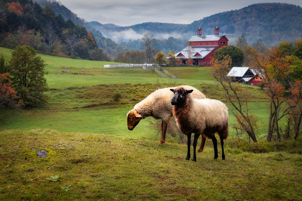 Sheep In The Farm Field Photography Art | Francois De Melogue