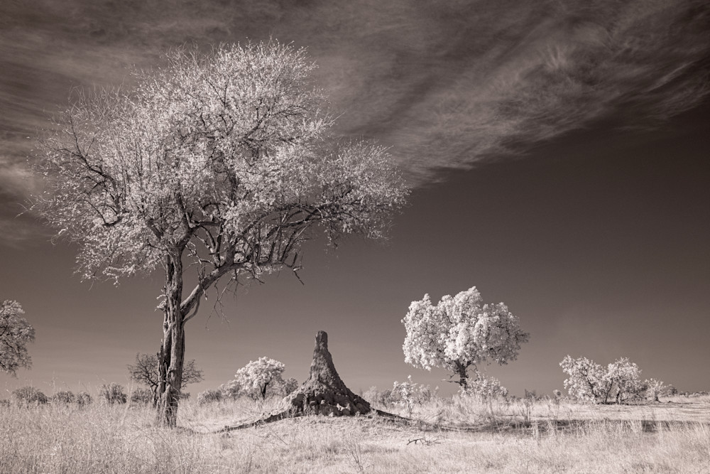 Termite Mountain Photography Art | membymaryanne.com