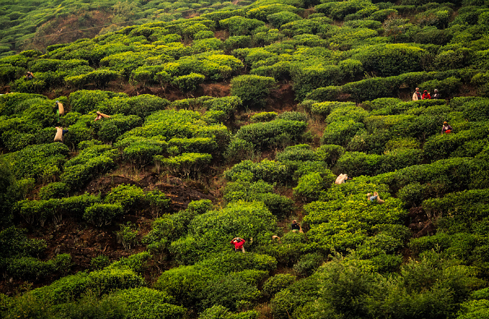 Tea Plantation Sri Lanka Photography Art | Spartana Photography