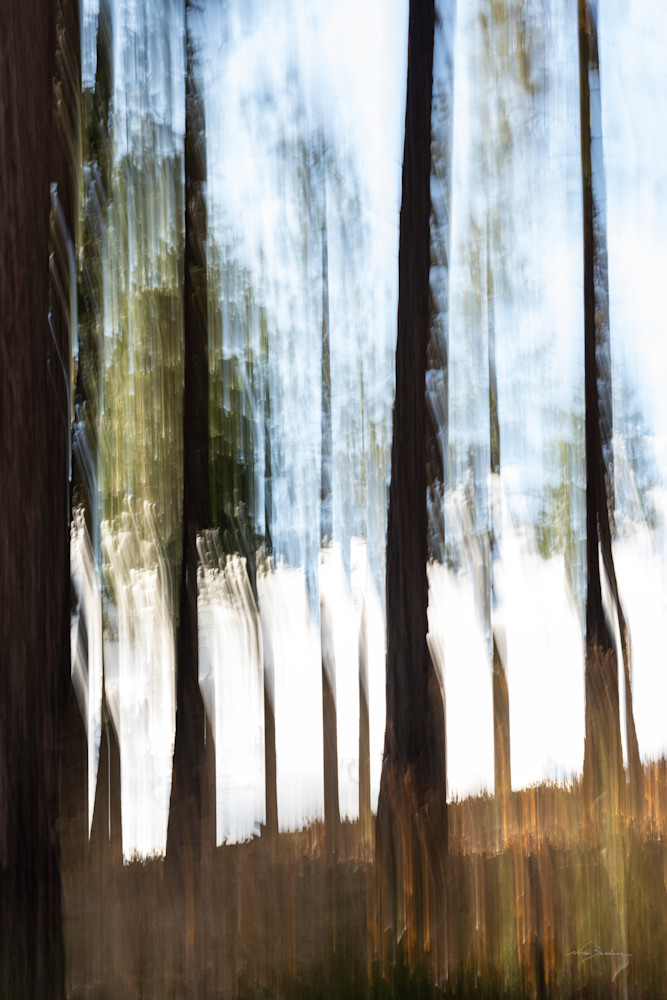 Abstract Northstar Pines I Photography Art | Niobe Burden Fine Art Photography
