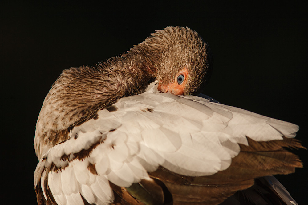 Ole Blue Eyes Photography Art | Black Label Gallery