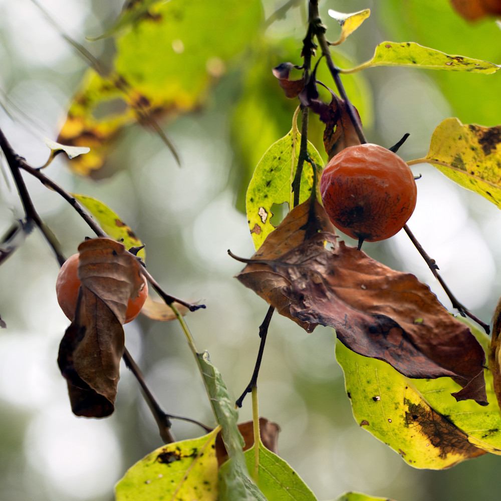 Ripe Persimmons Photography Art | Playful Gallery by Rob Harrison