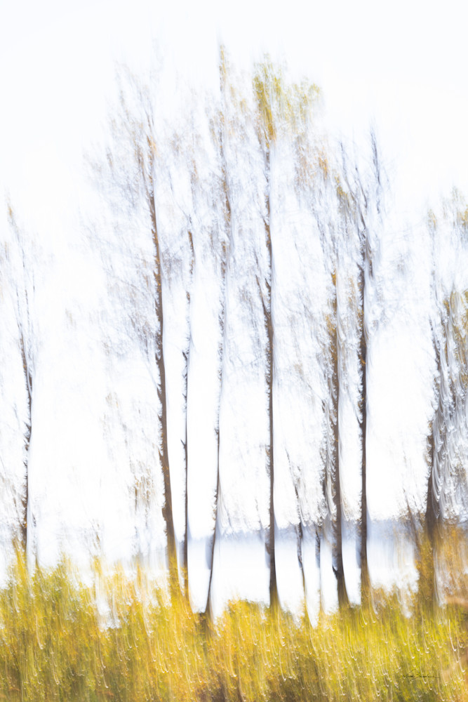 Abstract Lakeside Baren Limbs I Photography Art | Niobe Burden Fine Art Photography