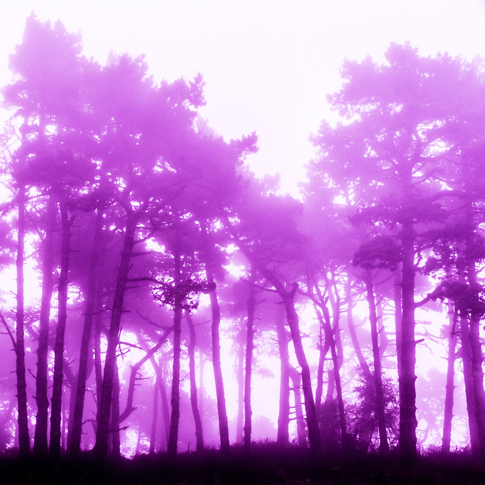 Purple Forest Art | Kenda Francis Art & Photography