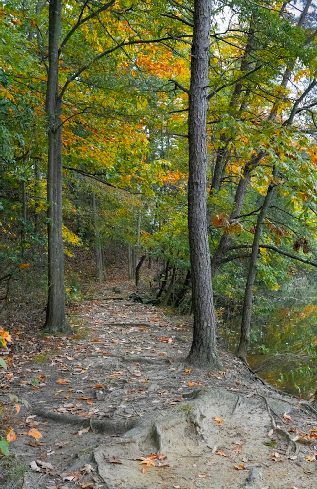 Back Creek Autumn Path Photography Art | Billman Pix