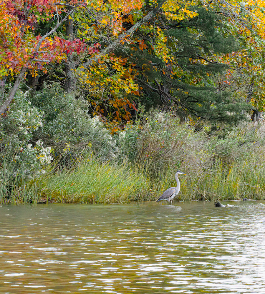 Back Creek Autumn Waterside Foliage, Wading Heron Photography Art | Billman Pix