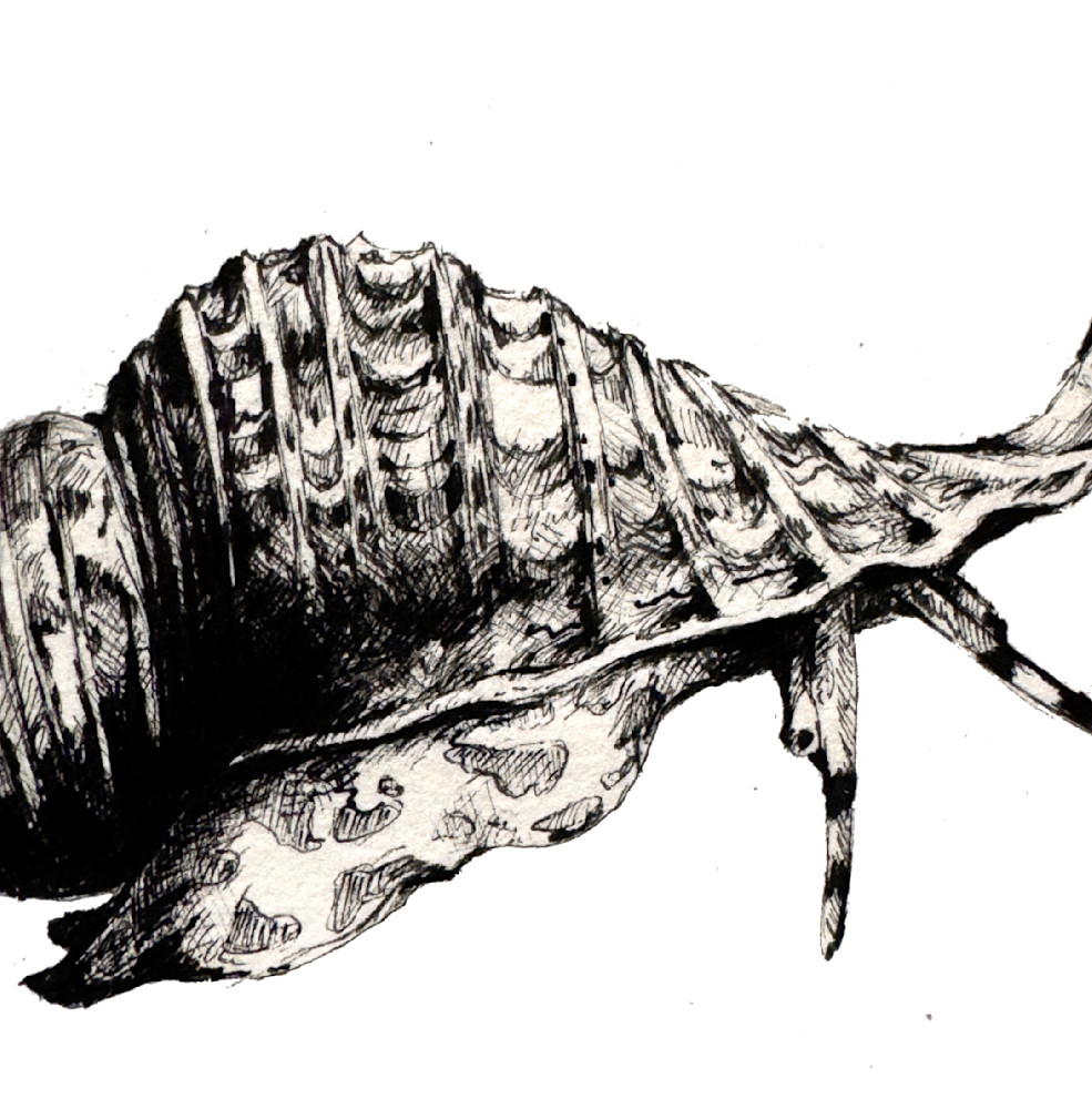 Giant Triton Snail Art | Meghan Taylor Art