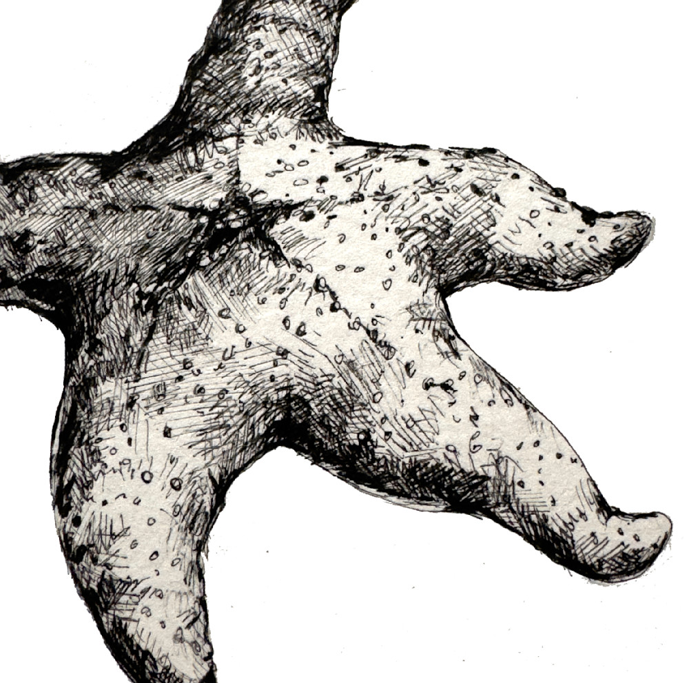 Ochre Sea Star Art | Meghan Taylor Art