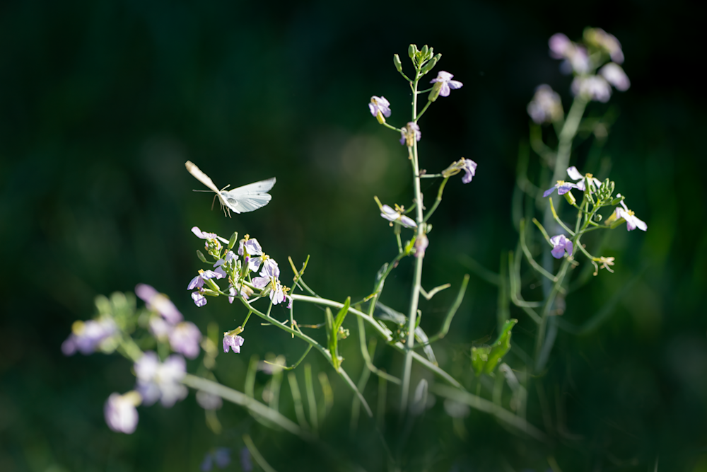 An Enchanted Garden Photography Art | Kelly Nine Photography
