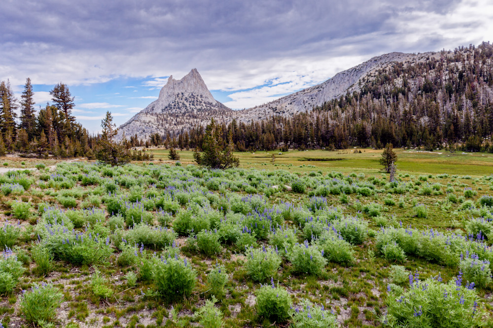 Wildflower Symphony At Yosemite's Cathedral Peak Photography Art | Anand's Photography