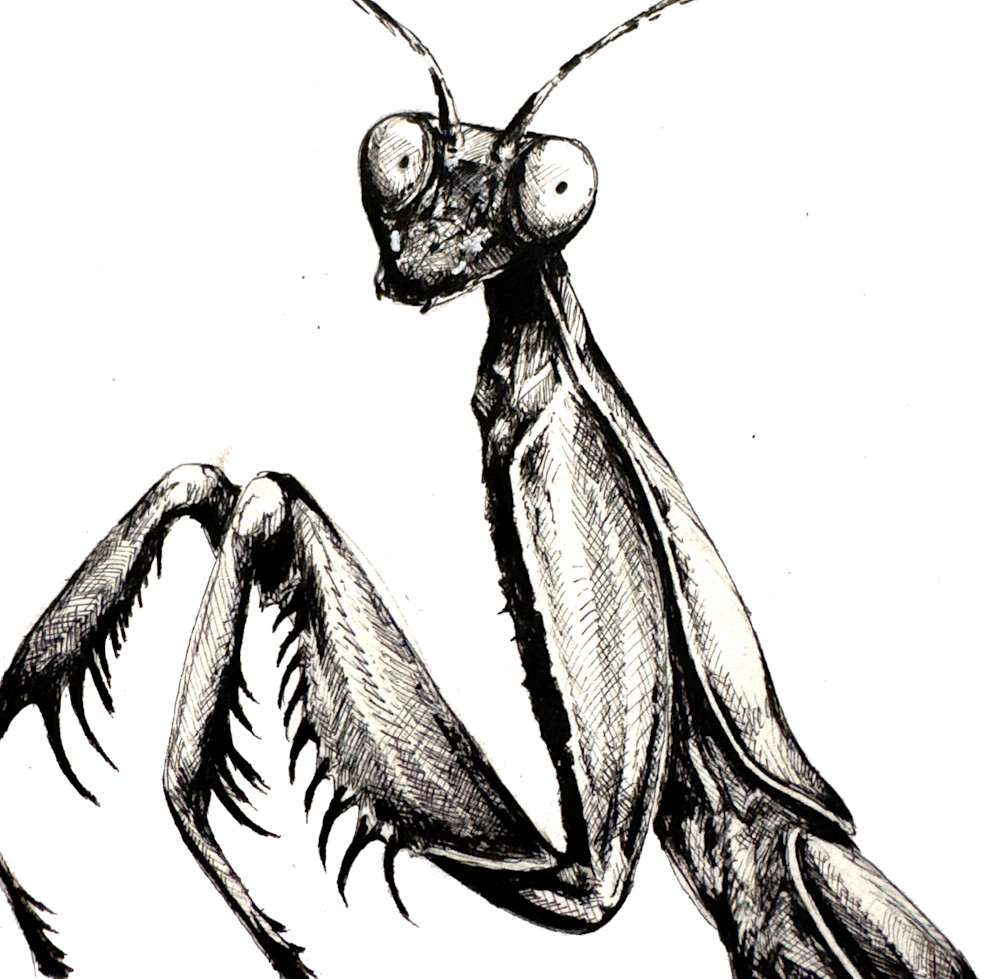 Praying Mantis Art | Meghan Taylor Art