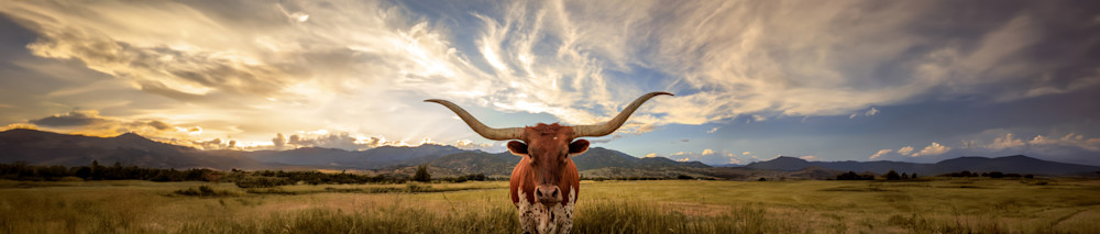 Heber Longhorn Sunset Panorama Composite