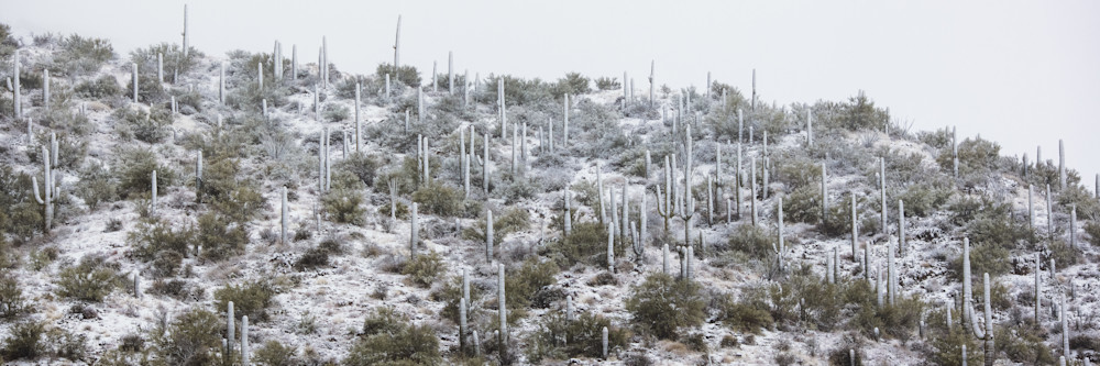 Frozen Saguaro I