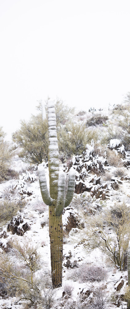 Frozen Saguaro IV