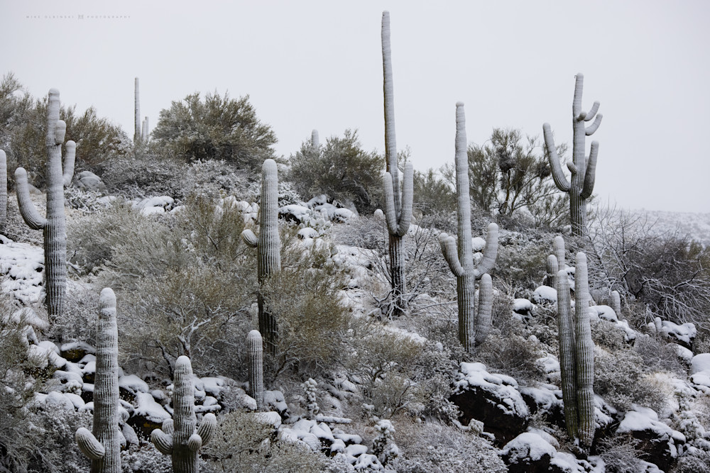 Frozen Saguaro VI