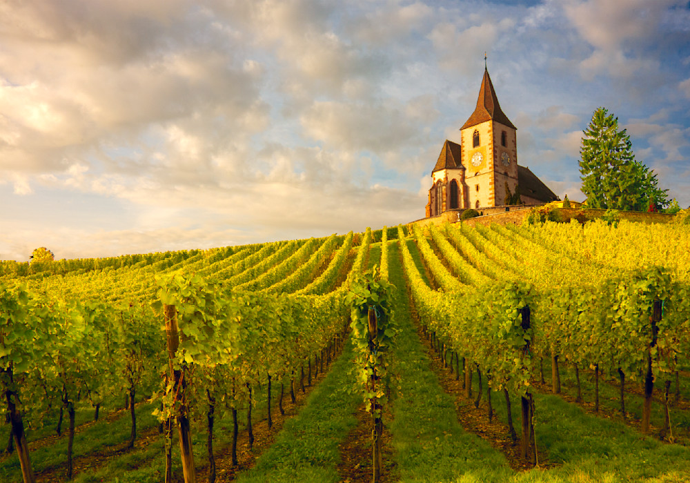 Alsace Hunawihr Church And Vines Photography Art | Europa Photogenica     Barbara van Zanten