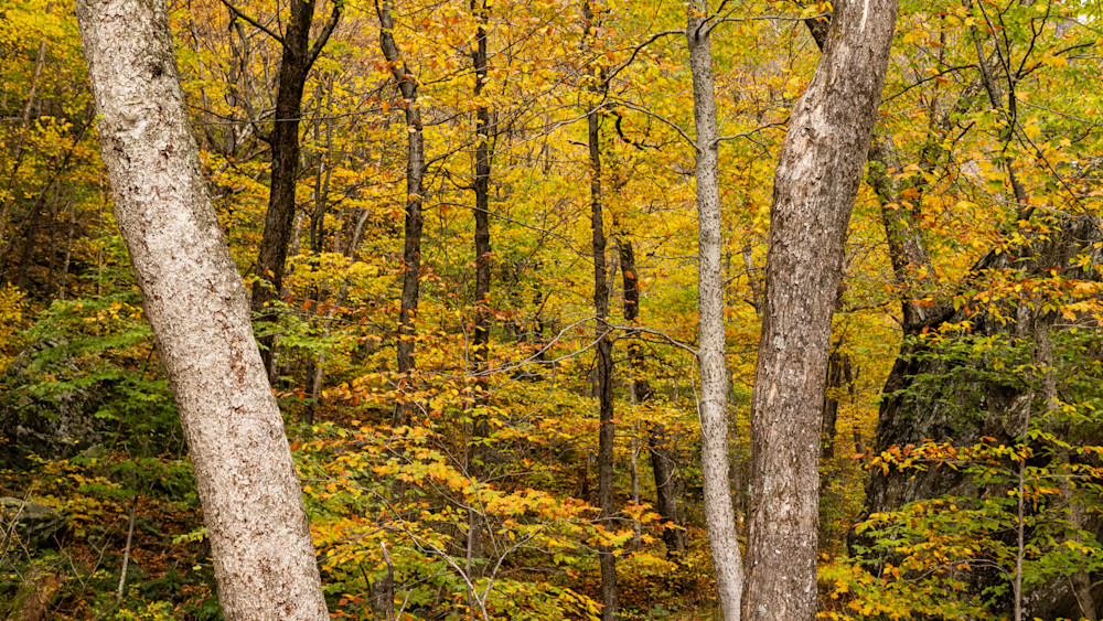 Fall Forest Art | Leiken Photography