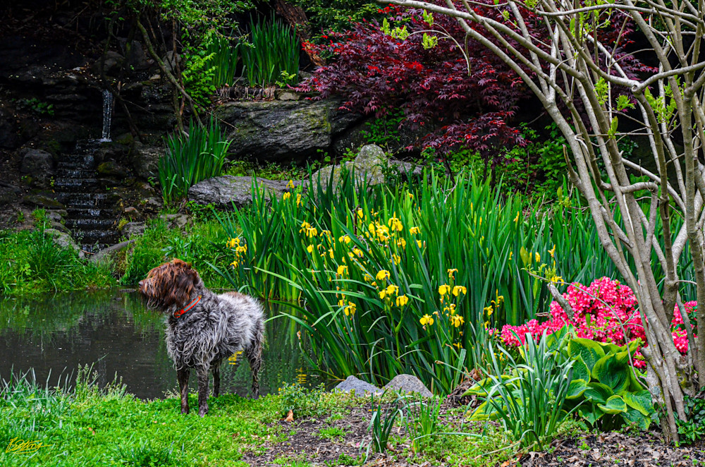  Spring Doggy Photography Art | BSTING PHOTOGRAPHIC STUDIOS LLC