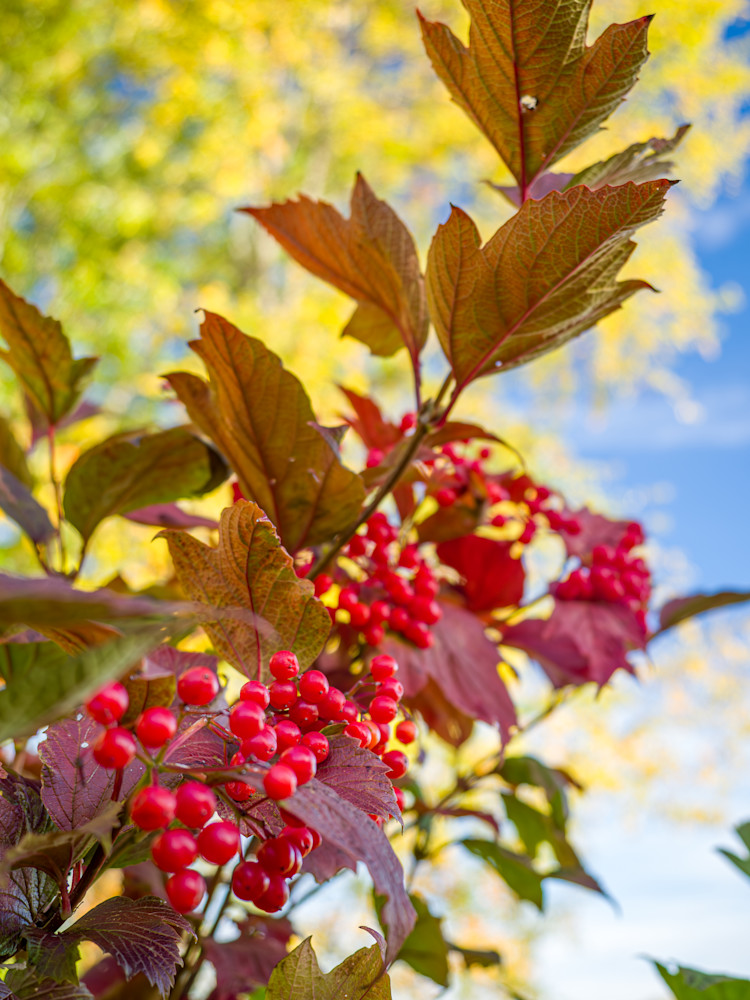 Autumn Highbush Cranberries