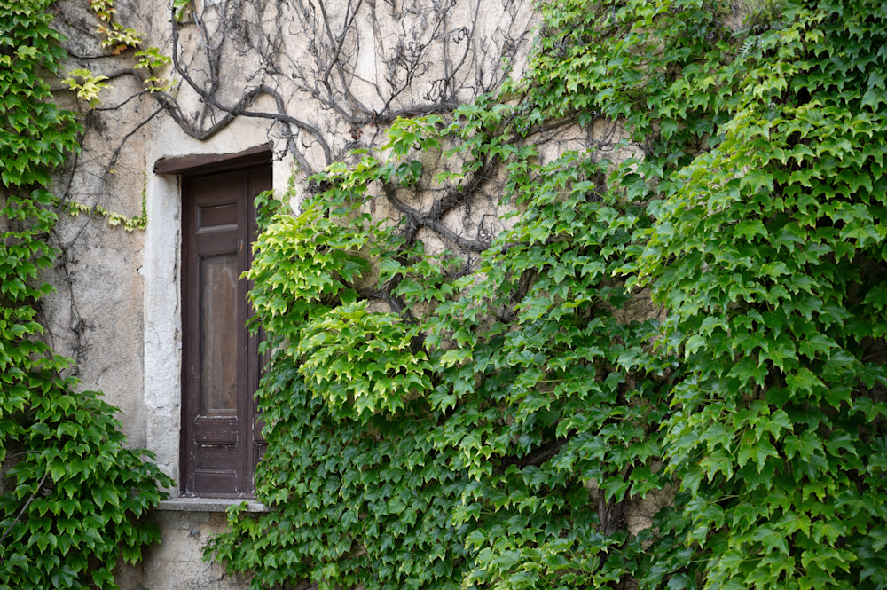 A Door In Amalfi, Italy Is Covered In A Thick Blanket Of Ivy Leaves.  Photography Art | Anand's Photography