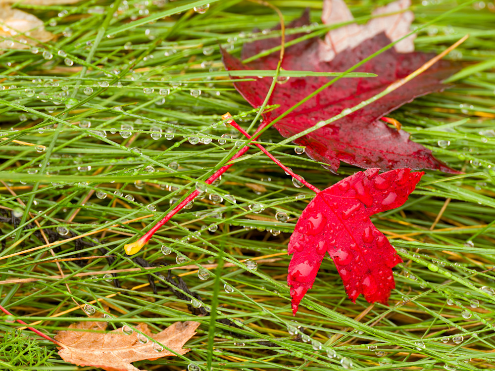 Wet leaves