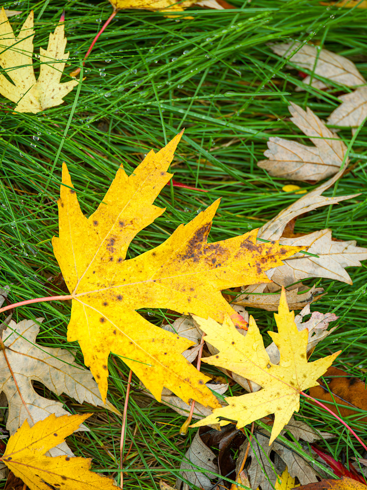 Autumn Rain