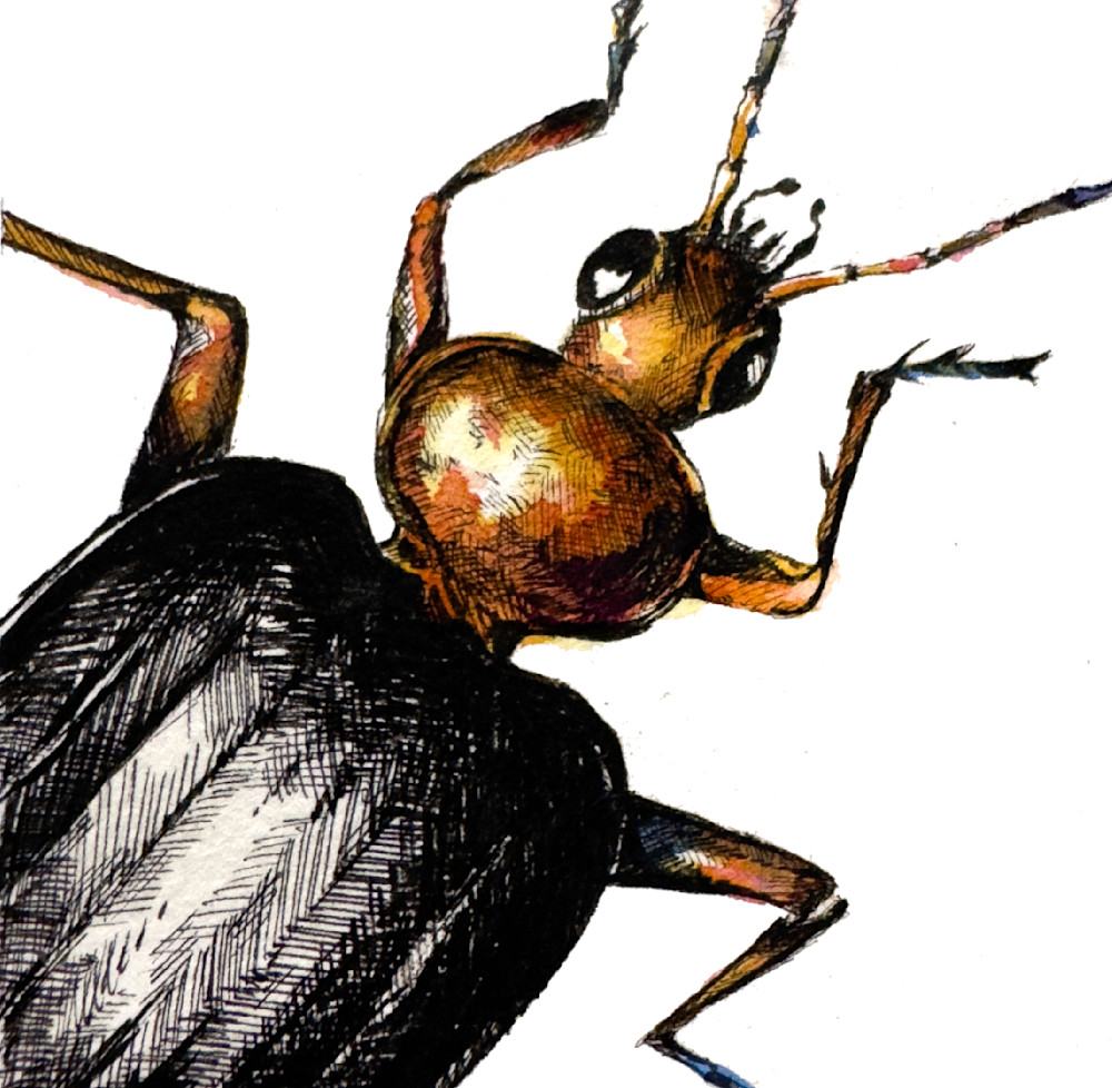 Bombardier Beetle Art | Meghan Taylor Art