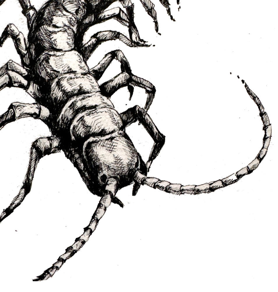 Pacific Giant Centipede Art | Meghan Taylor Art