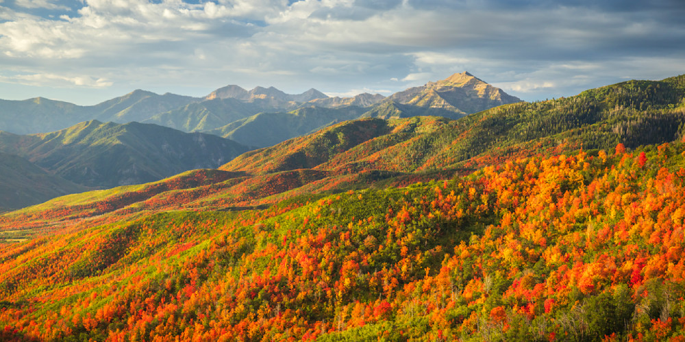 Cascade Maple Panorama