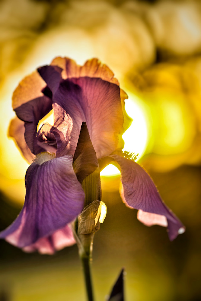 Iris Sunset Photography Art | Spartana Photography
