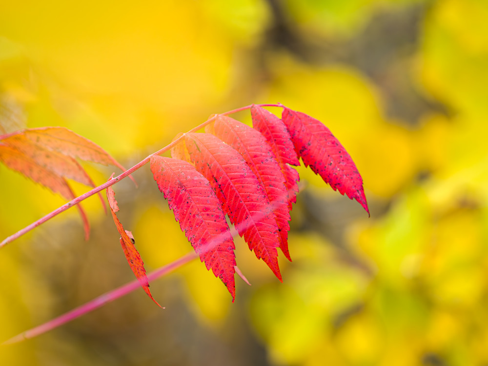 Autumn sumac & underbrush