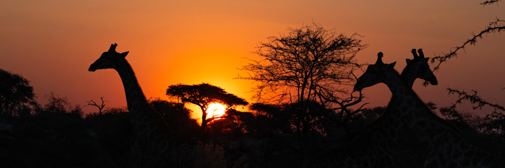 Botswana Sunset Photography Art | membymaryanne.com