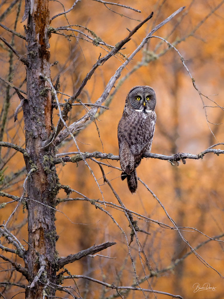 Great Gray Owl in Autumn Tamaracks
