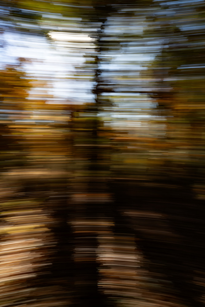 Spinning Forest 2 Photography Art | Playful Gallery by Rob Harrison