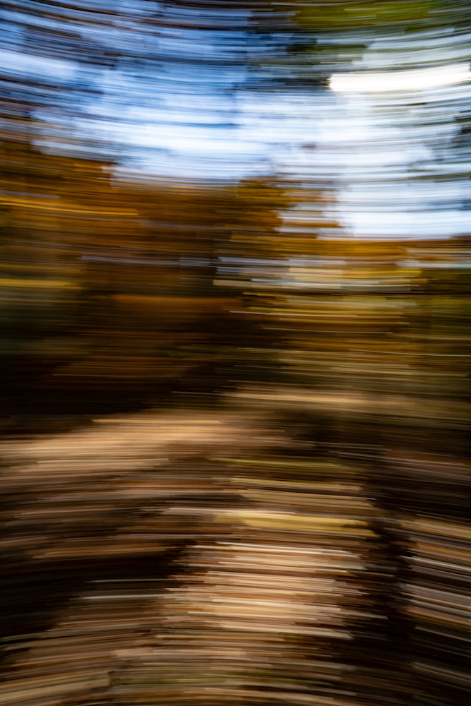 Spinning Forest 1 Photography Art | Playful Gallery by Rob Harrison
