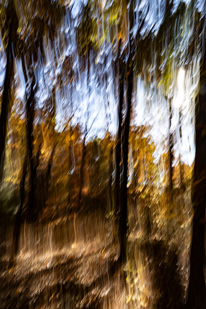 Melting Forest 2 Photography Art | Playful Gallery by Rob Harrison