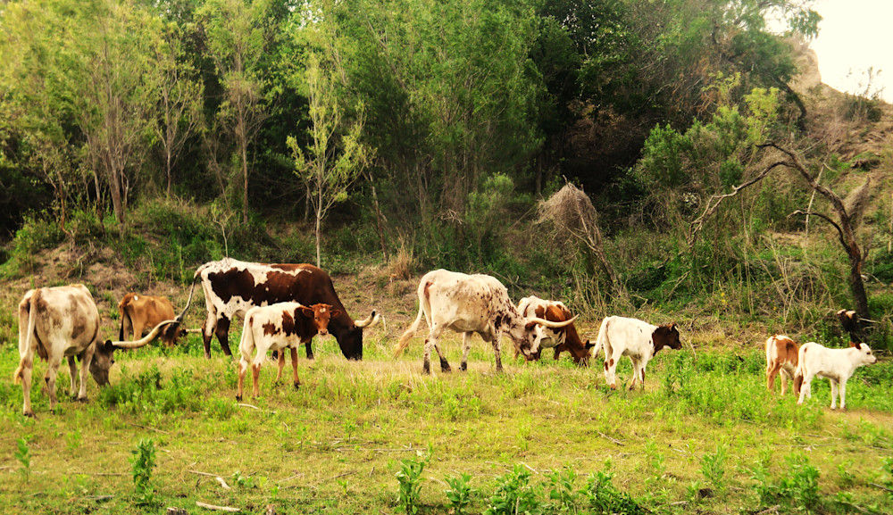 Grazing In The Corner Canyon Art | Benjamin Art Etc